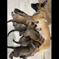 Belgian Shepherd Dog (Groenendael) - Bitches