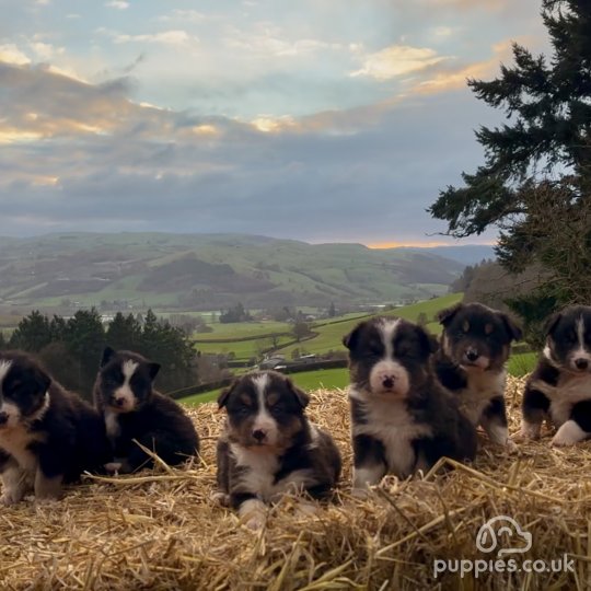 Border Collie - Both