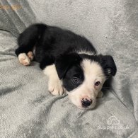 Border Collie - Both