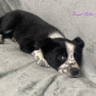 Border Collie - Both