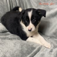 Border Collie - Both