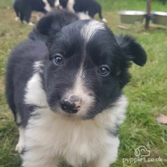 Border Collie - Both