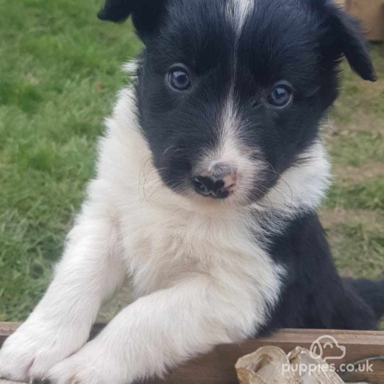 Border Collie - Both