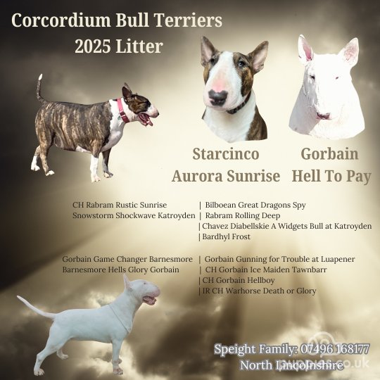 Bull Terrier - Both