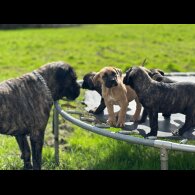 Cane Corso - Both