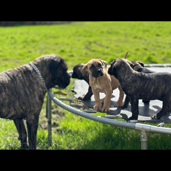 Cane Corso - Both