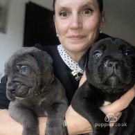 Cane Corso - Both