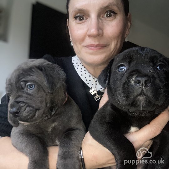 Cane Corso - Both