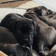 Cane Corso - Both