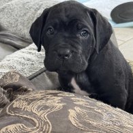 Cane Corso - Both