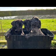 Cane Corso - Both