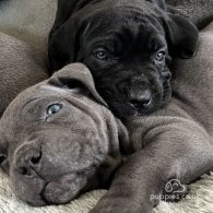 Cane Corso - Both