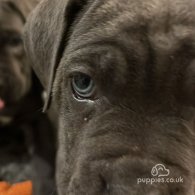 Cane Corso - Both