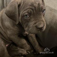 Cane Corso - Both