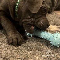 Cane Corso - Both