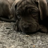 Cane Corso - Both