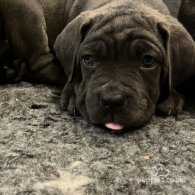 Cane Corso - Both