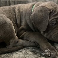 Cane Corso - Both