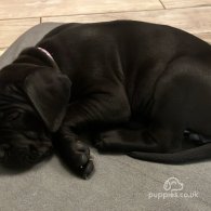 Cane Corso - Both