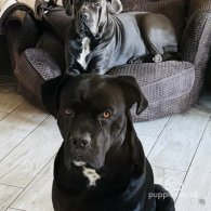 Cane Corso - Both