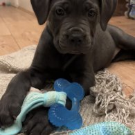 Cane Corso - Both