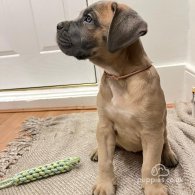 Cane Corso - Both