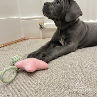 Cane Corso - Both