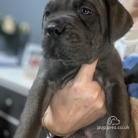 Cane Corso - Both