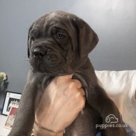 Cane Corso - Both