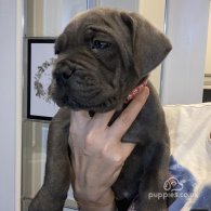 Cane Corso - Both