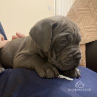 Cane Corso - Both