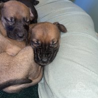 Cane Corso - Both