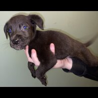 Cane Corso - Both