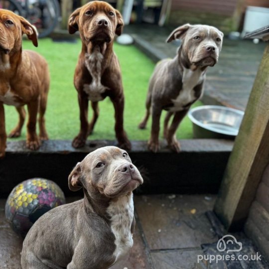 Cane Corso - Both