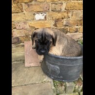 Cane Corso - Both