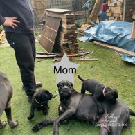 Cane Corso - Both