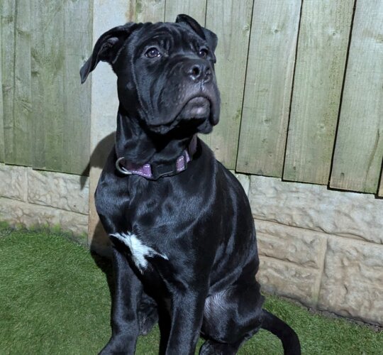 Cane Corso