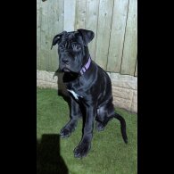 Cane Corso - Bitches