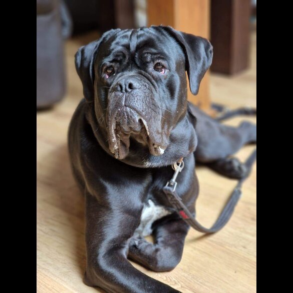 Cane Corso