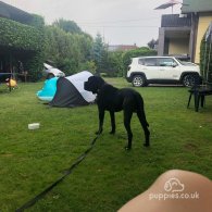 Cane Corso