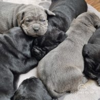 Cane Corso