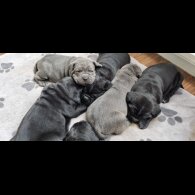 Cane Corso