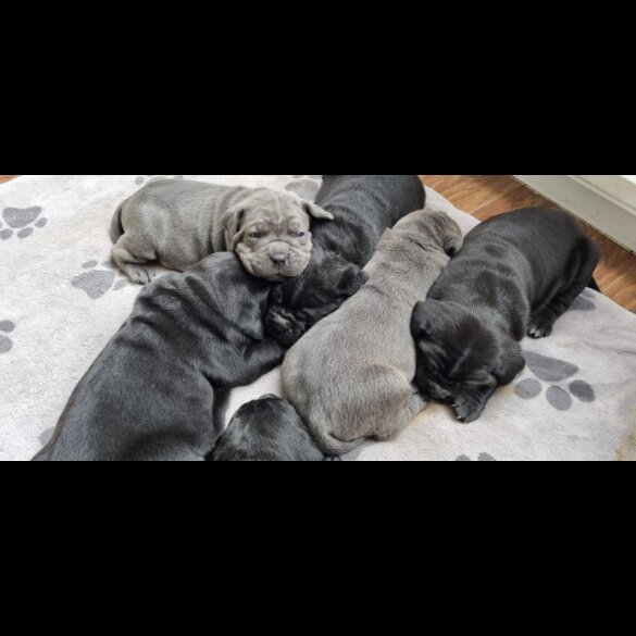 Cane Corso