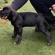 Cane Corso - Both