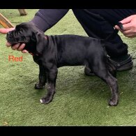 Cane Corso - Both