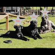 Cane Corso - Both