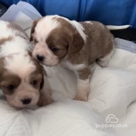 Cavalier King Charles Spaniel - Dogs