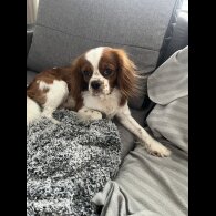 Cavalier King Charles Spaniel - Dogs