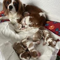 Cavalier King Charles Spaniel - Dogs