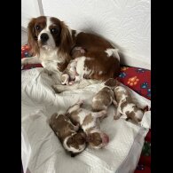 Cavalier King Charles Spaniel - Dogs